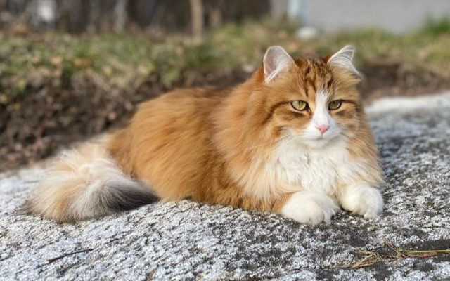 Sibirisk katt Ueta